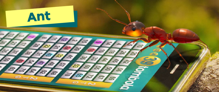 Ant bug header